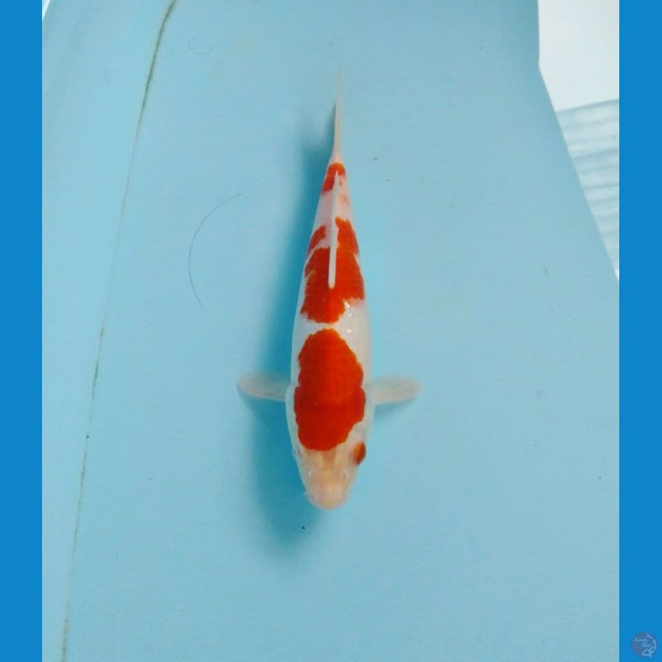 kohaku 24cm