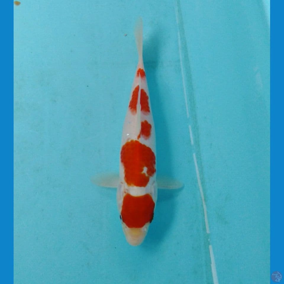 kohaku 20cm