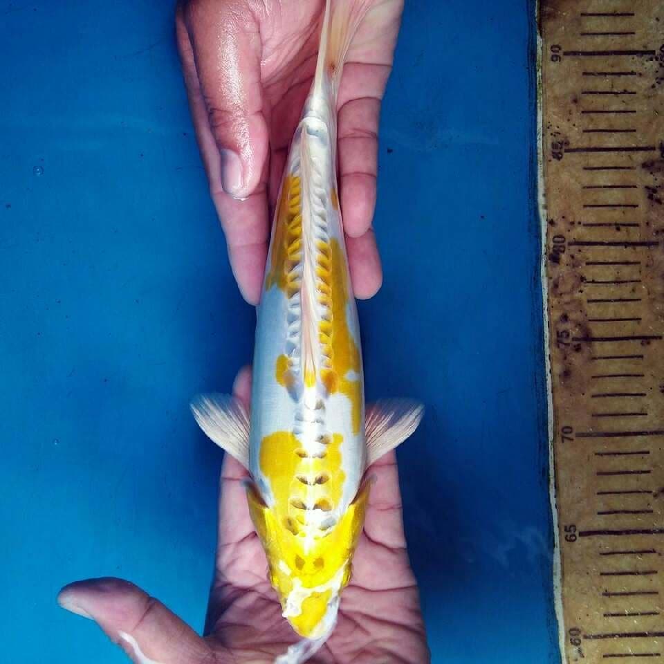 Hariwake 