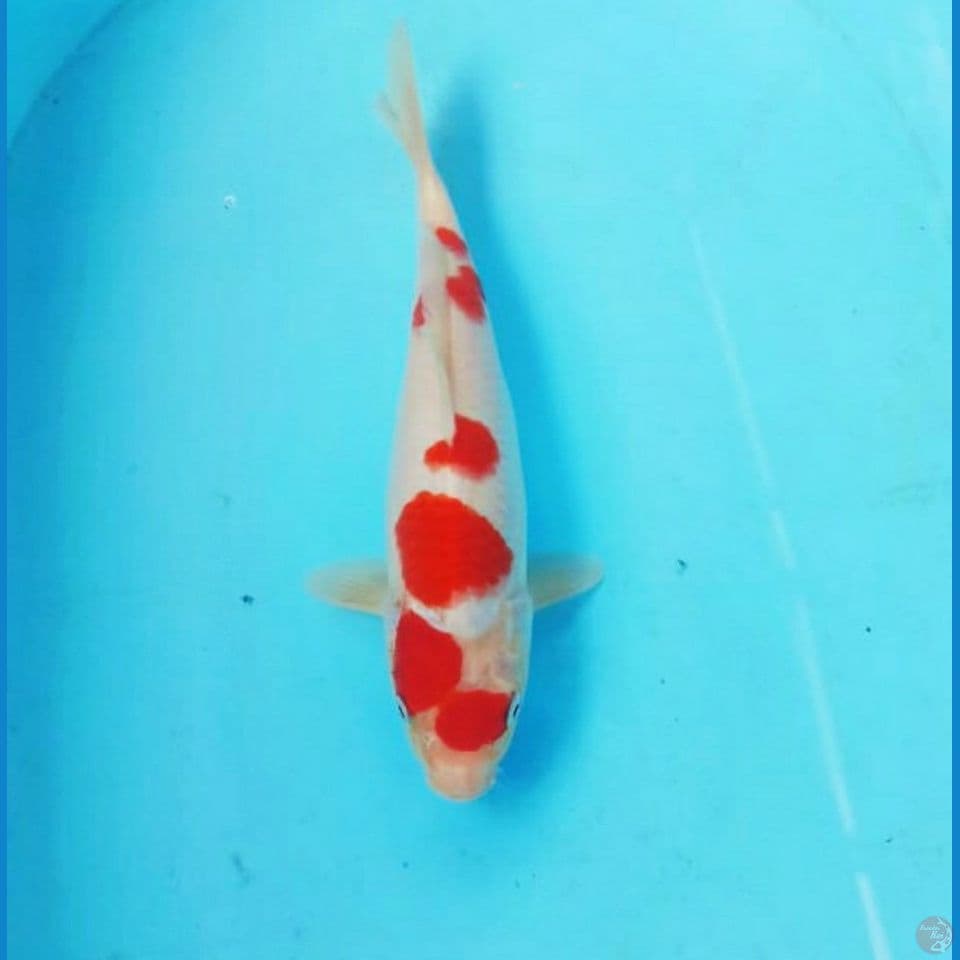 Kohaku 26cm
