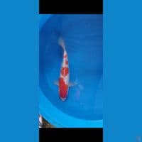 kohaku ginrin 33cm