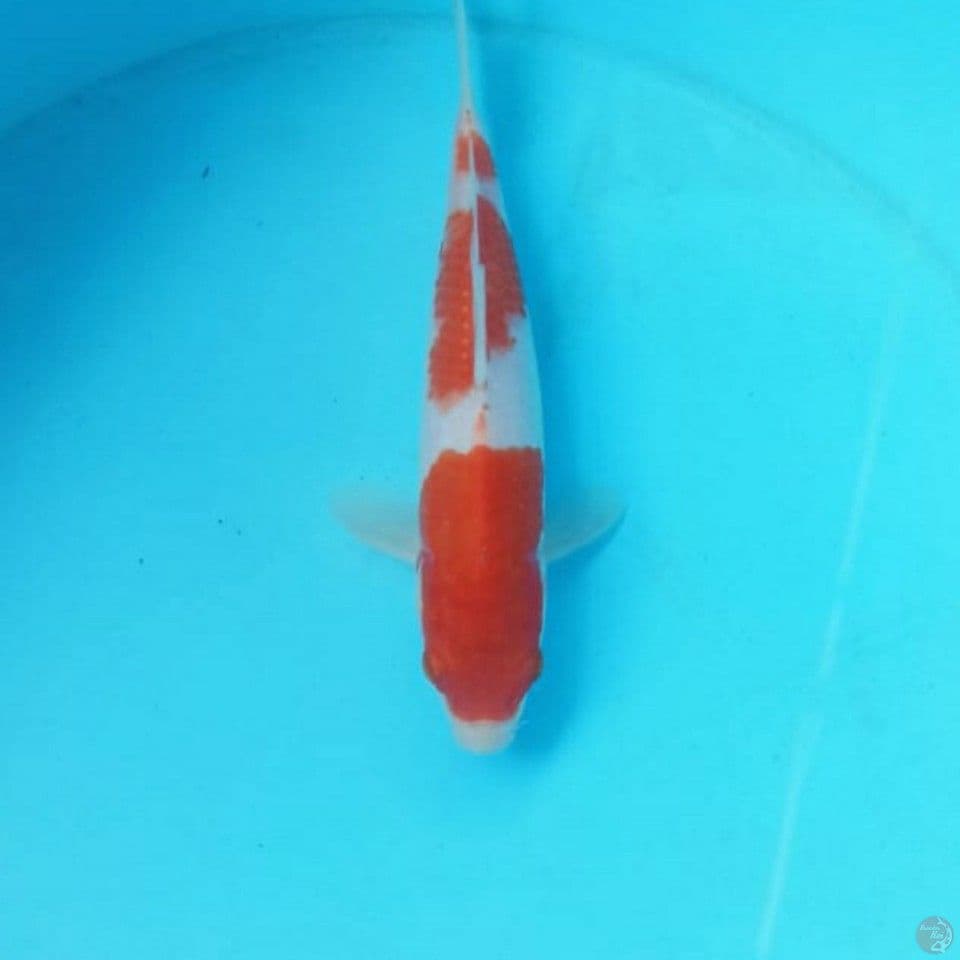 Kohaku 20cm