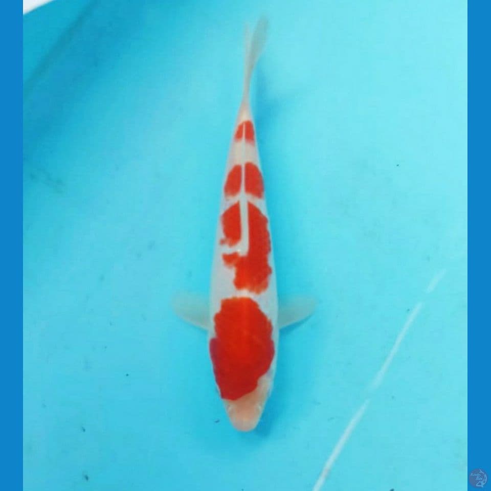 Kohaku 21cm
