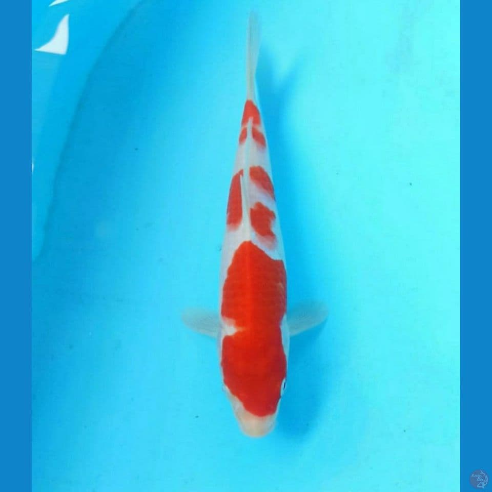 Kohaku 21cm