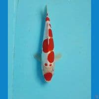 Kohaku doitsu 21cm