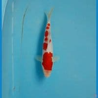 Kohaku 22cm