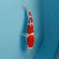 Kohaku 20cm