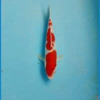 Kohaku 20cm
