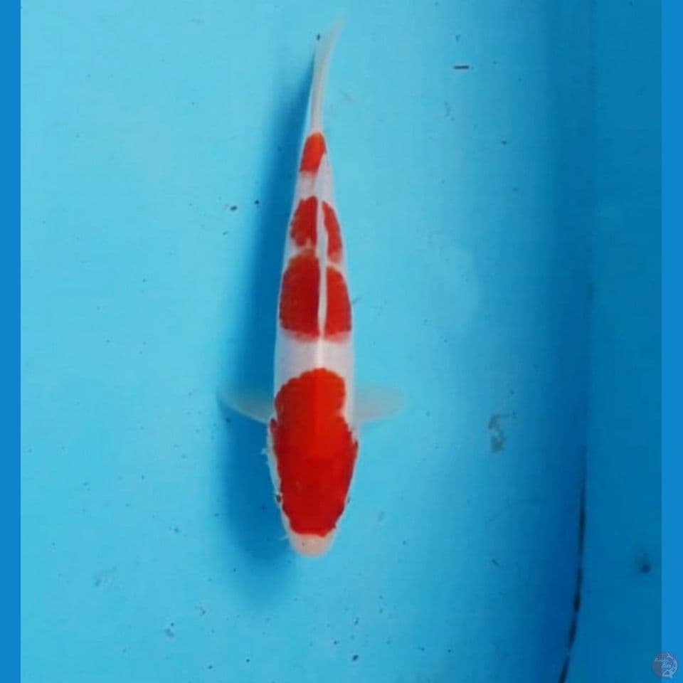 Kohaku 20cm