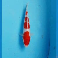 Kohaku 20cm