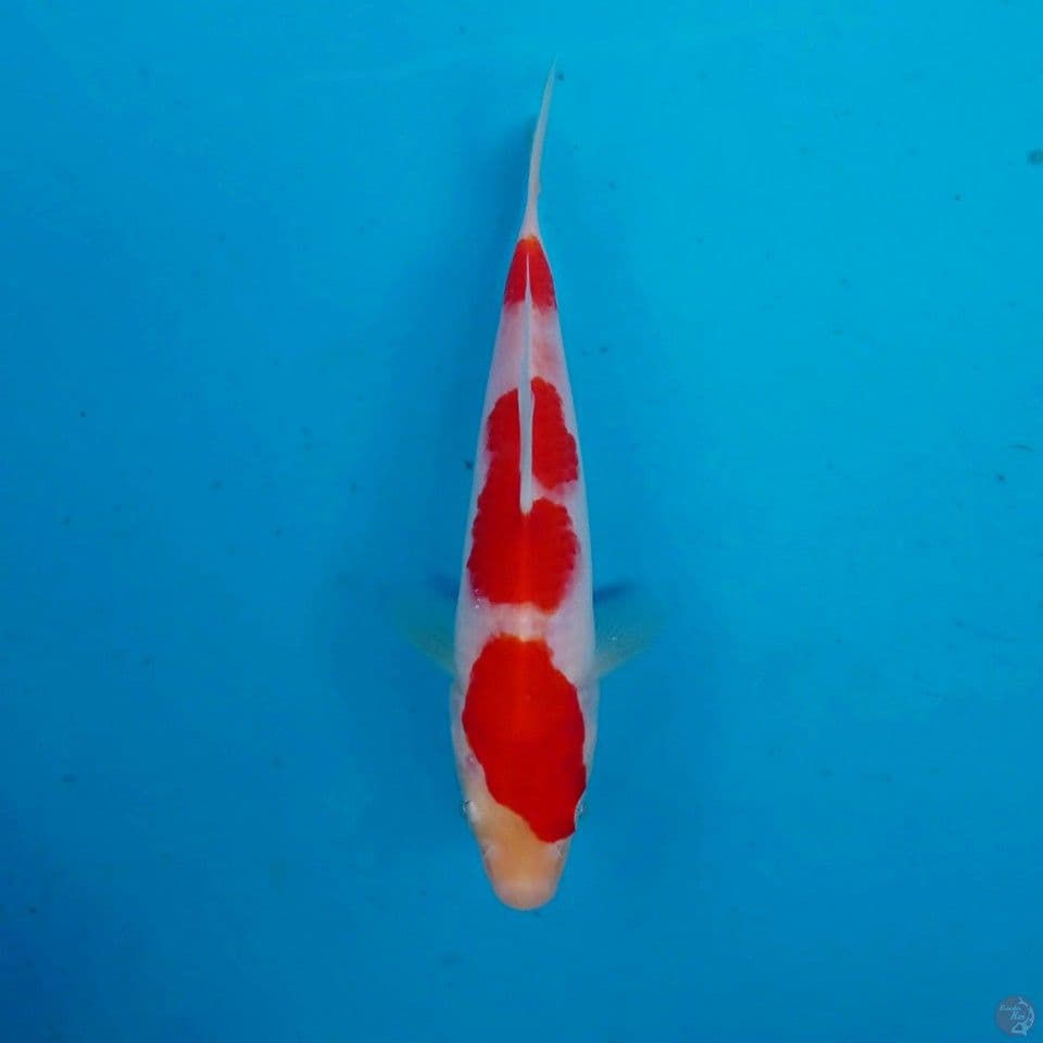 kohaku, 17 cm