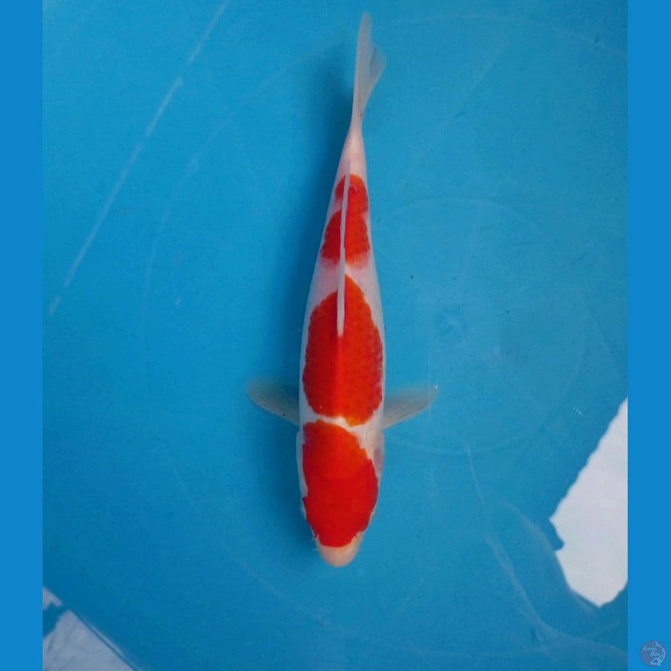 kohaku, 21 cm