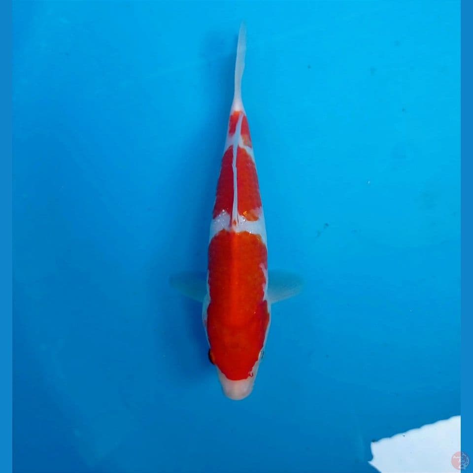 kohaku, 21 cm