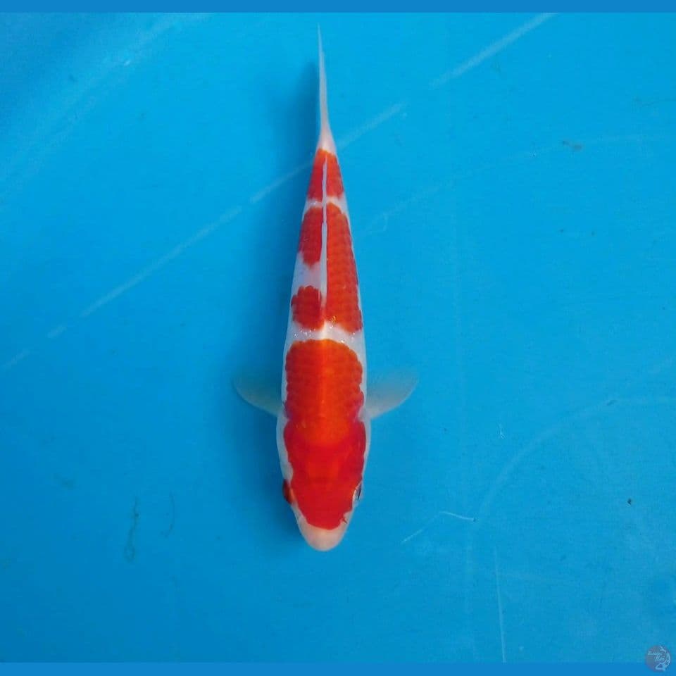 kohaku, 15 cm