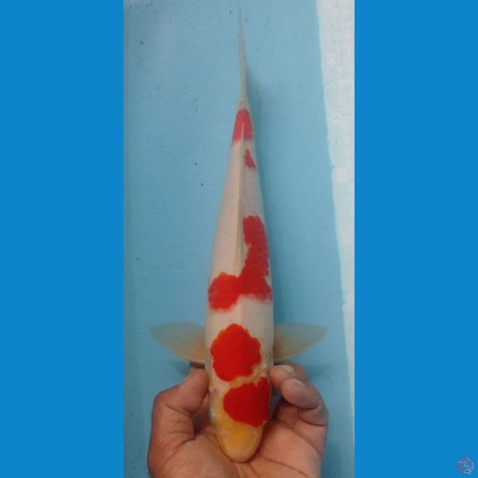 kohaku 34