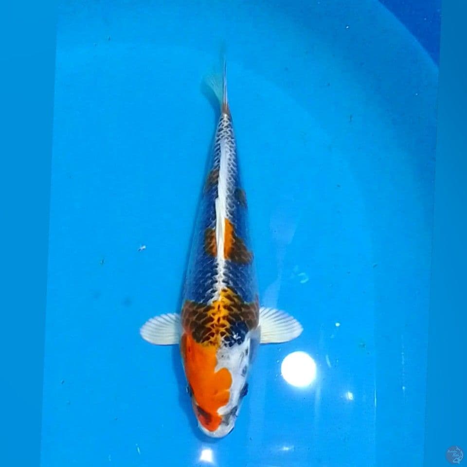 KOJAKU 28CM