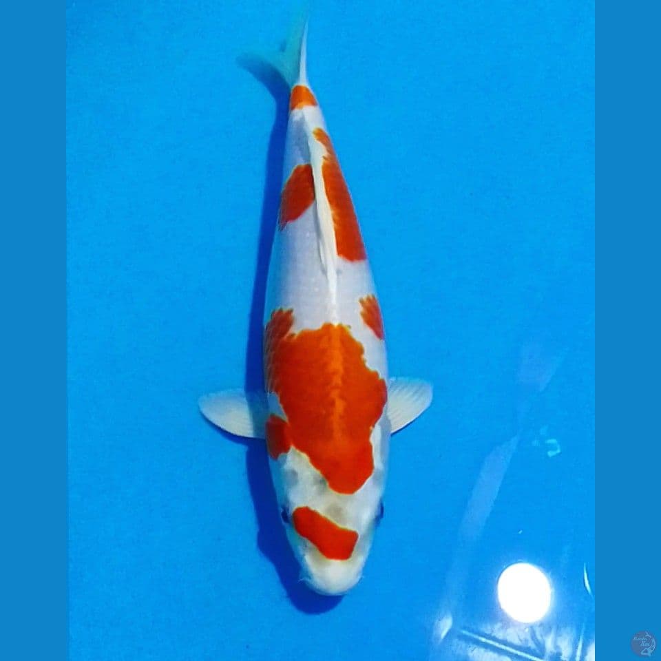 HIKARINE 30CM