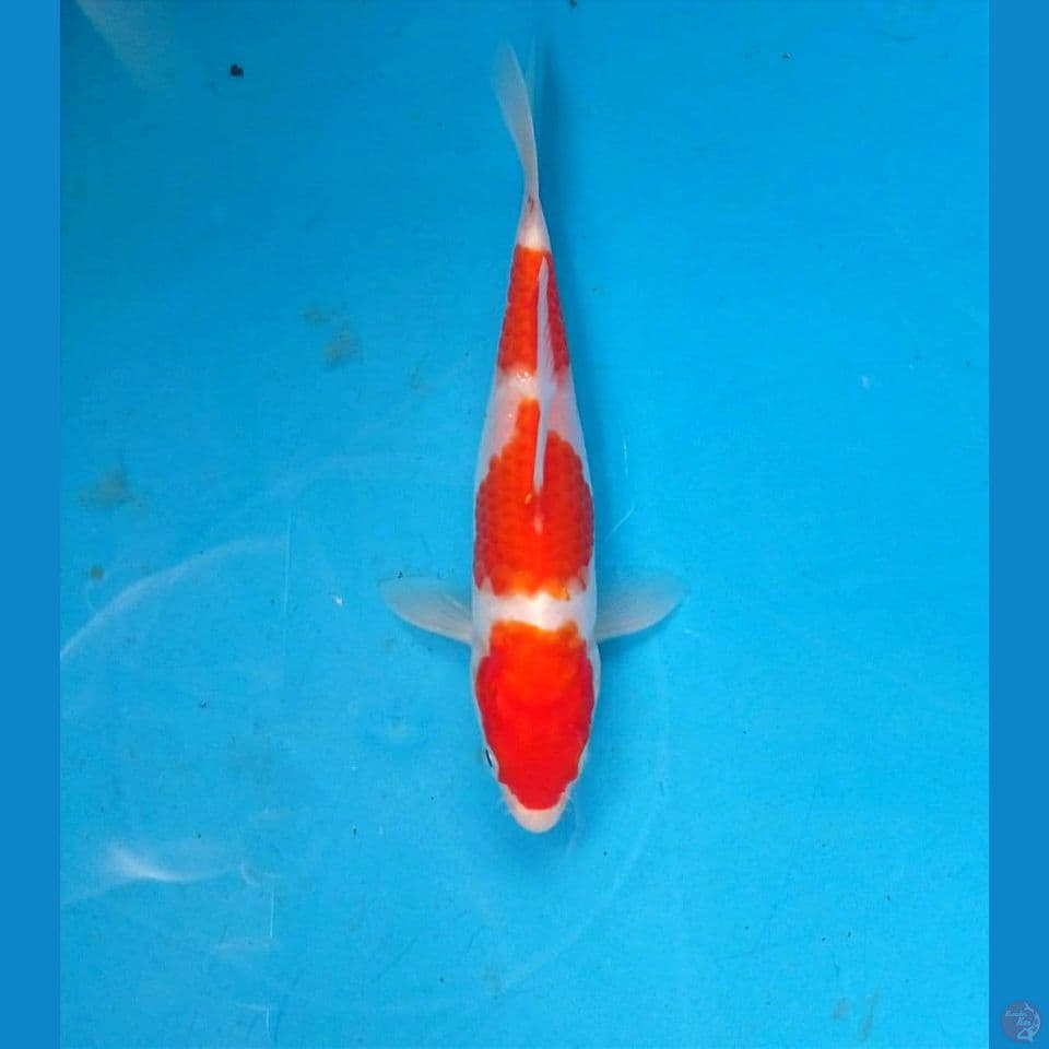 kohaku, 15 cm