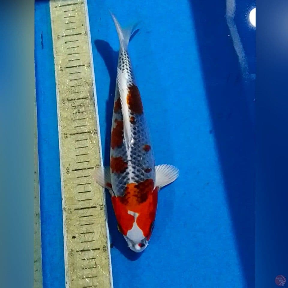 KOJAKU SQ 30CM