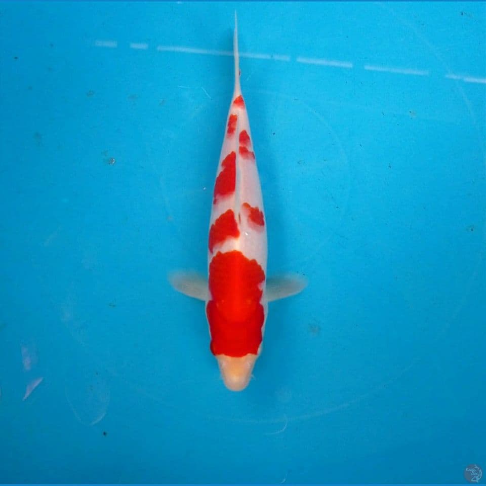 kohaku, 20 cm