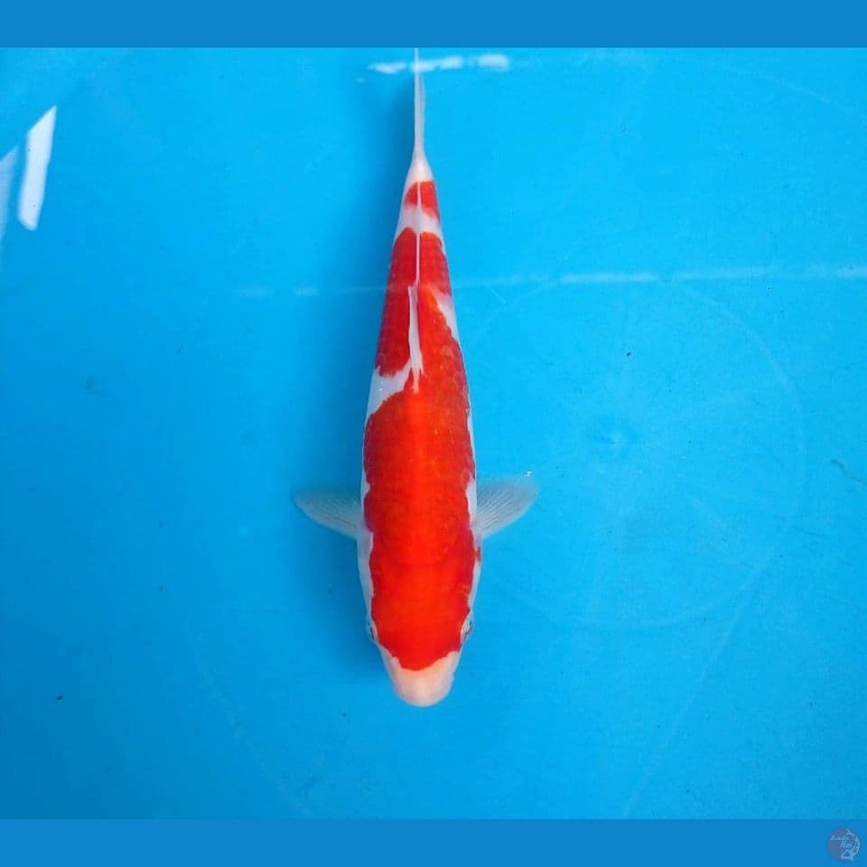 kohaku inazuma, 21 cm