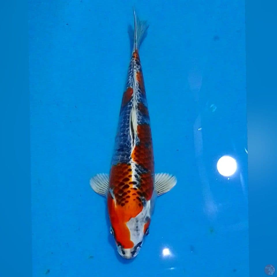 KOJAKU 31CM