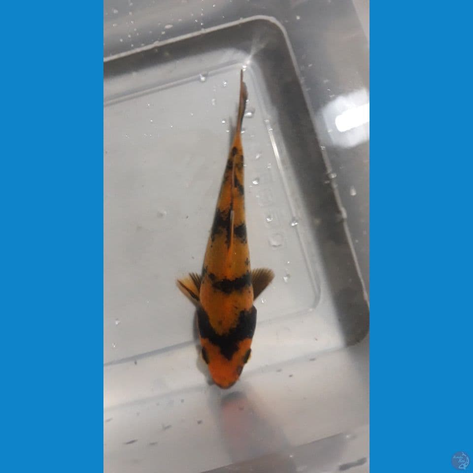 hiu 13cm