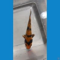  hiu 13cm