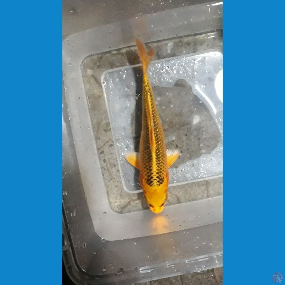 minion kin matsuba 16cm