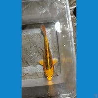 minion kin matsuba 15cm 