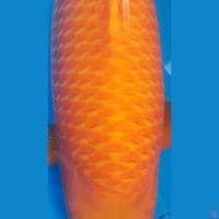caramel 51 cm sisik joss