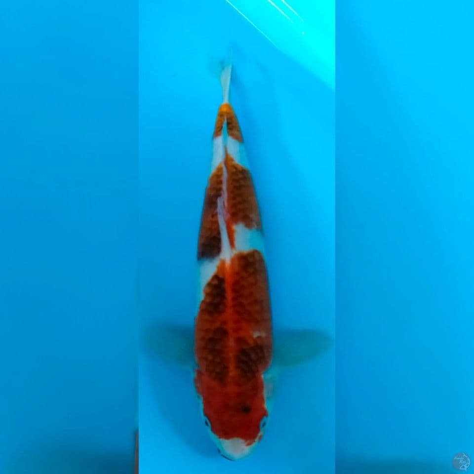 AI GOROMO 35CM MALE 