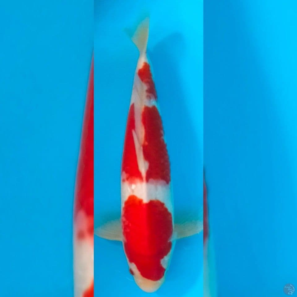 KOHAKU MALE 35CM ORIGINAL
