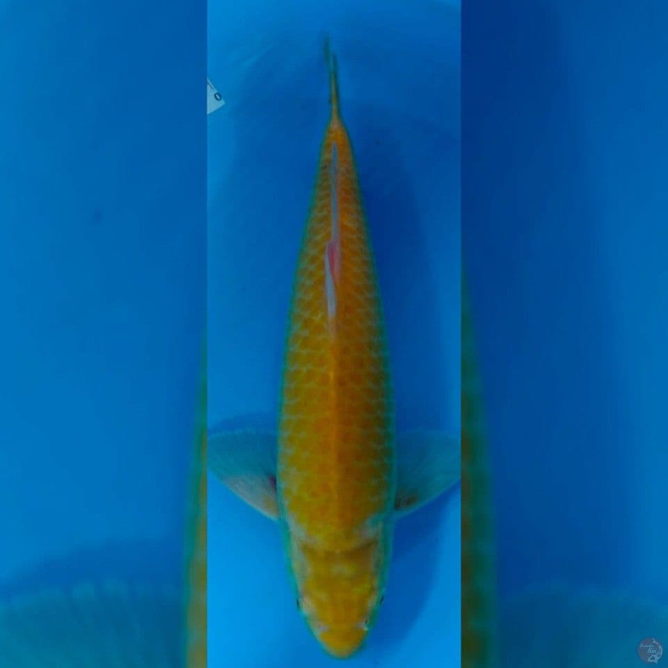 KARASHI SUPER 40CM MALE GOOD FUKURIN