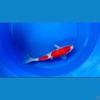 KOHAKU CUT KERING 40CM MALE