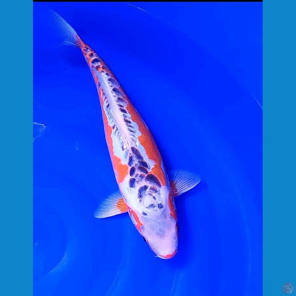 41 cm jumbo HANASHUI FM