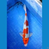 goshiki 35 cm male