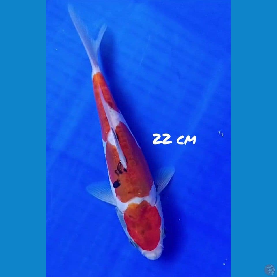 22cm DOITSU 