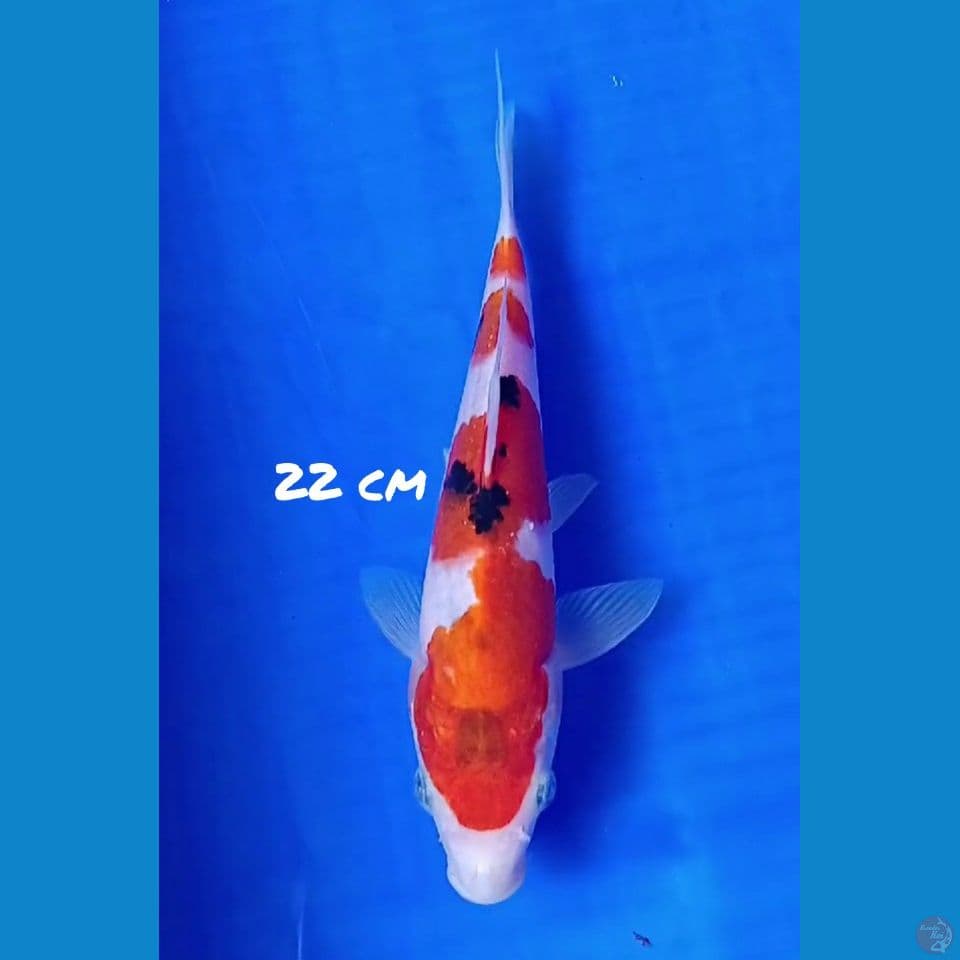 22cm SANKE