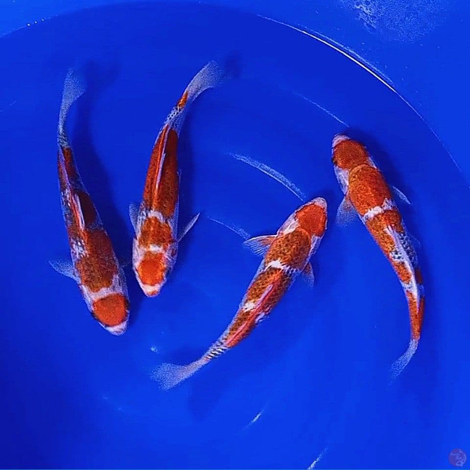 4 maruten ghosiki 30cm