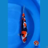 SHOWA BAHAN ARENA 45CM FEMALE