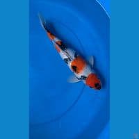 Showa male 35 cm 
