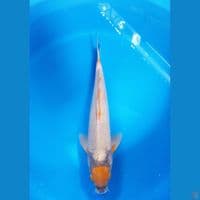 Tancho sabikoyo 40cm male