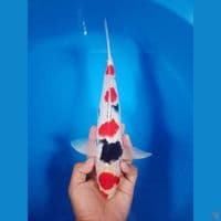 Maruten showa orii 34cm male