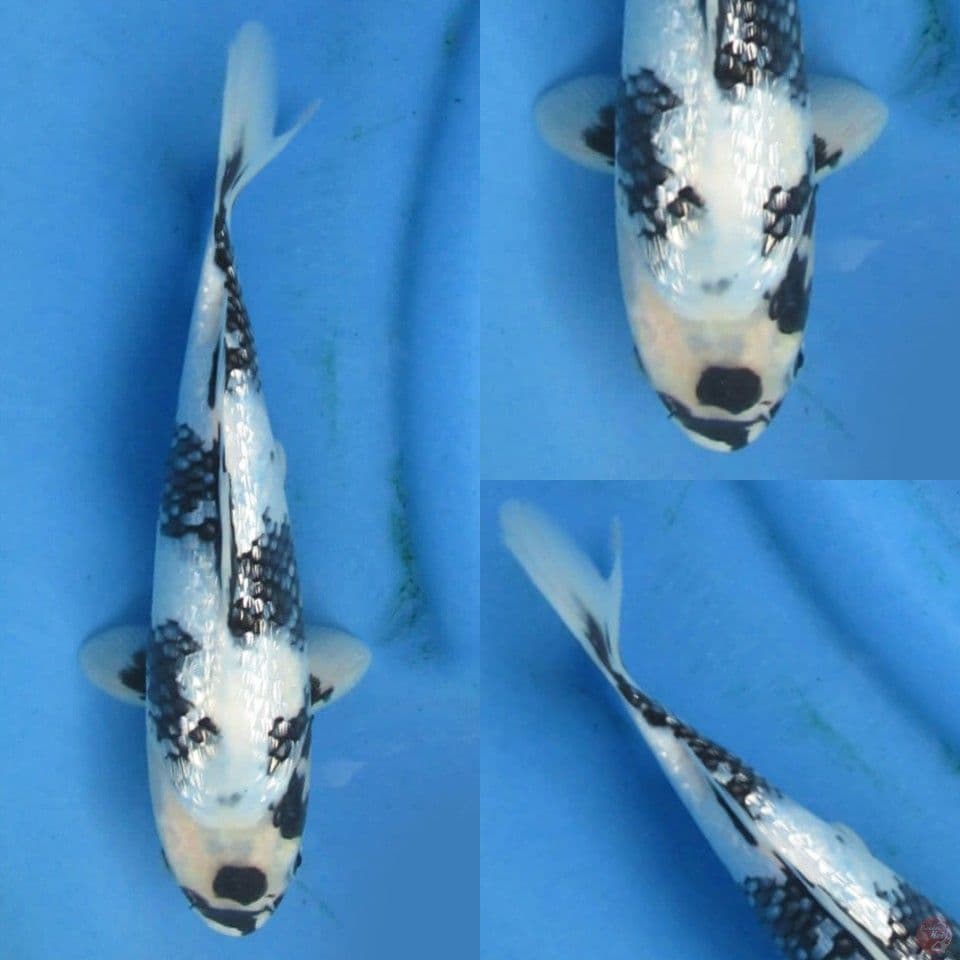 25cm, Shiro ginrin SQ
