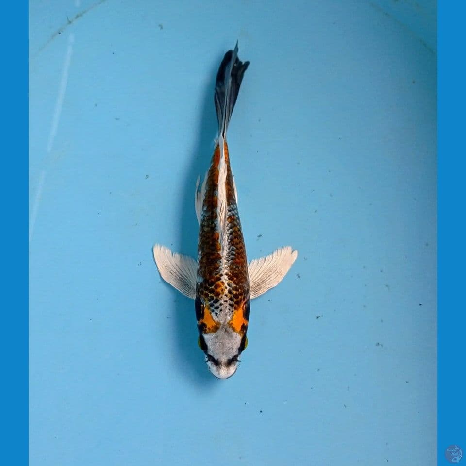 kumpay, 21 cm