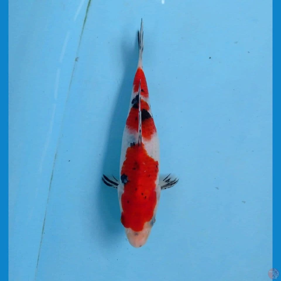 sanke, 20 cm