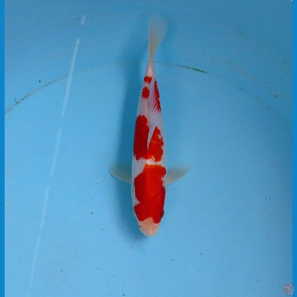 kohaku, 18 cm