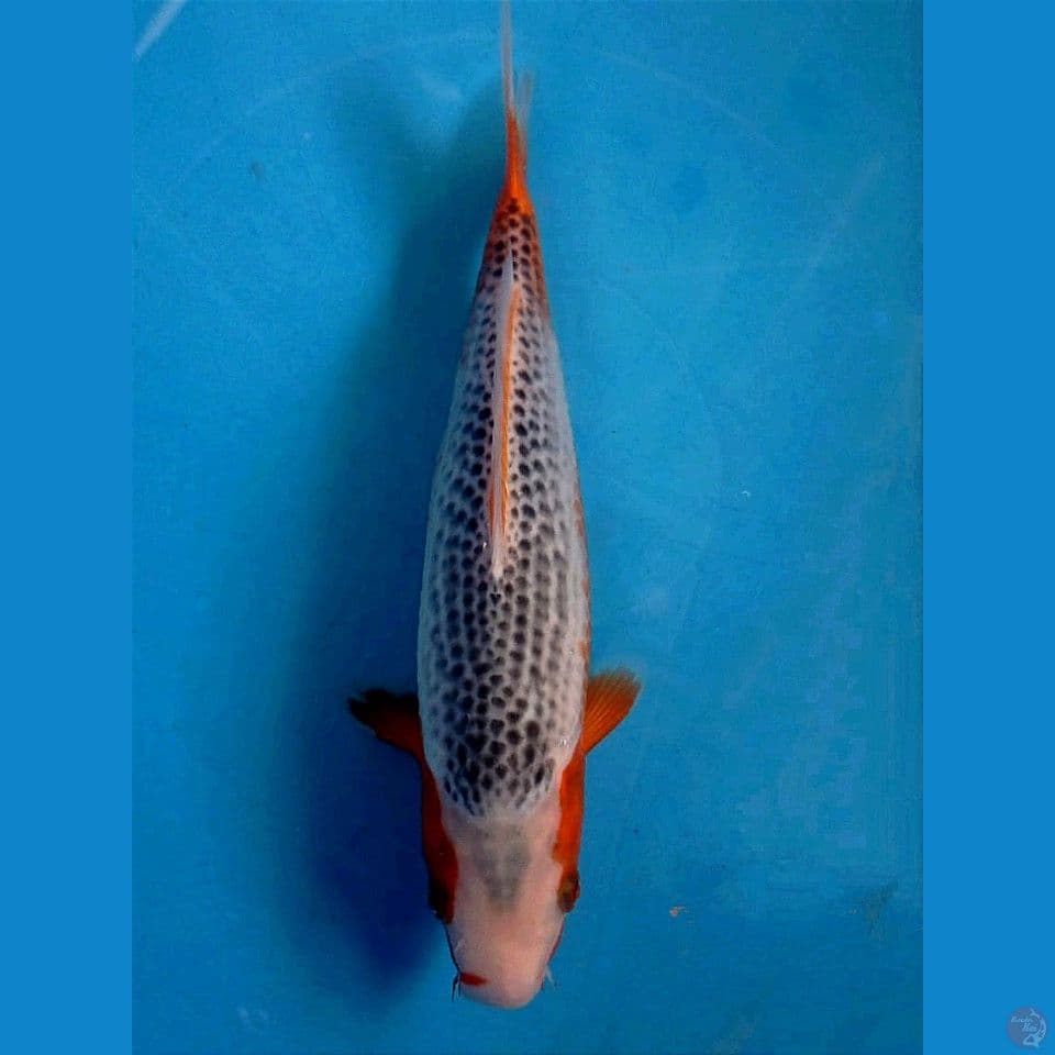 asagi, 27 cm