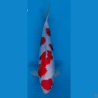 kohaku import 42 cm male (mulut sedikt cacat)